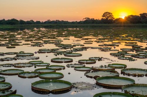 Pantanal, Brazil